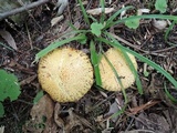 Suillus americanus image