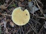 Suillus decipiens image