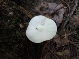 Pluteus tomentosulus image