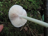 Pluteus tomentosulus image