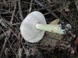 Tylopilus felleus image