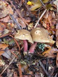 Boletus chrysenteron image