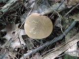 Tylopilus felleus image