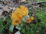 Craterellus lutescens image
