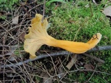 Craterellus lutescens image