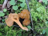 Craterellus lutescens image