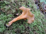 Craterellus lutescens image