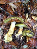 Cortinarius viridirubescens image