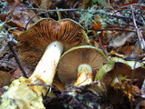 Cortinarius viridirubescens image