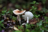 Lepiota trongolei image