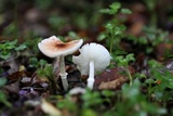Lepiota trongolei image