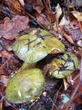 Cortinarius viridirubescens image