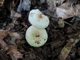Lactarius pubescens var. betulae image