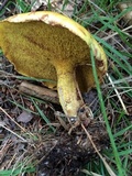 Suillus americanus image