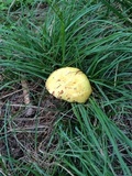 Suillus americanus image