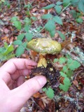 Cortinarius viridirubescens image
