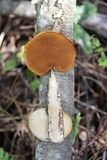 Polyporus gayanus image