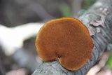 Polyporus gayanus image