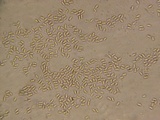 Pseudomerulius aureus image