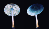Mycena cyanocephala image