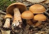 Cortinarius armillatus image