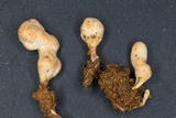 Pterula moniliformis image