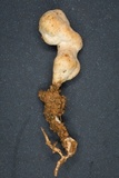 Pterula moniliformis image