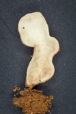 Pterula moniliformis image