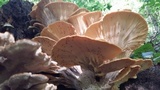 Meripilus giganteus image