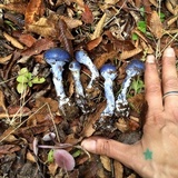 Stephanopus azureus image