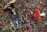Stephanopus azureus image