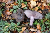 Lepista fibrosissima image