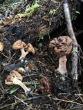 Gyromitra antarctica image