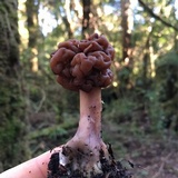 Gyromitra antarctica image