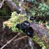 Image of Galiella coffeata