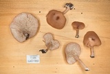 Pleurocollybia praemultifolia image
