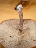 Pleurocollybia praemultifolia image