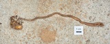 Ophiocordyceps sobolifera image