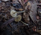 Simocybe centunculus var. centunculus image