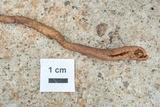 Ophiocordyceps sobolifera image
