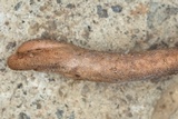 Ophiocordyceps sobolifera image