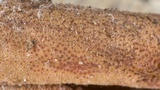 Ophiocordyceps sobolifera image