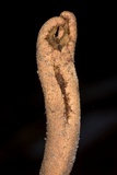 Ophiocordyceps sobolifera image