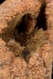 Ophiocordyceps sobolifera image