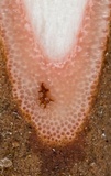 Ophiocordyceps sobolifera image