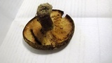 Lactarius atroviridis image