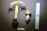 Amanita diemii image