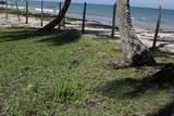 Panaeolus antillarum image