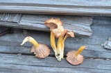 Cantharellus ignicolor image