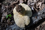 Retiboletus griseus image